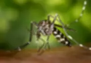 Davao City Reports Zero Chikungunya Cases in January 2026 Amid Enhanced Monitoring