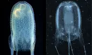 New Box Jellyfish Species Discovered in Philippine Waters