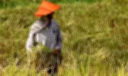 Philippine Agriculture Hits PHP1.77 Trillion in 2025, Senator Hails Sector Recovery