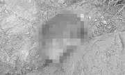 Severed Infant's Head Found in Minglanilla, Dog Suspected of Carrying Remains