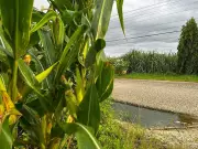 Sugar Farmers Plead to Marcos: Industry in Crisis, Prices at 4-Year Low