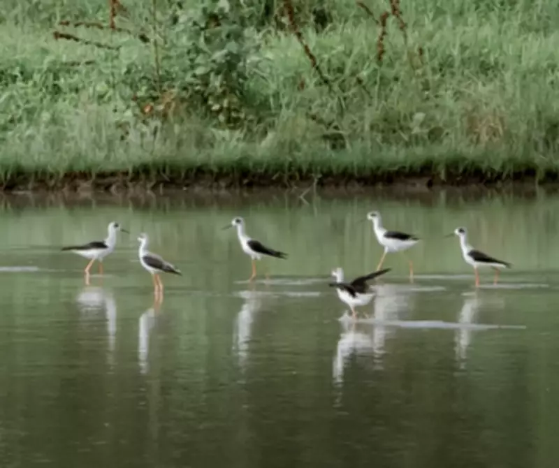 Annual Waterbird Census Records 7,600 Birds Across Zamboanga Wetlands