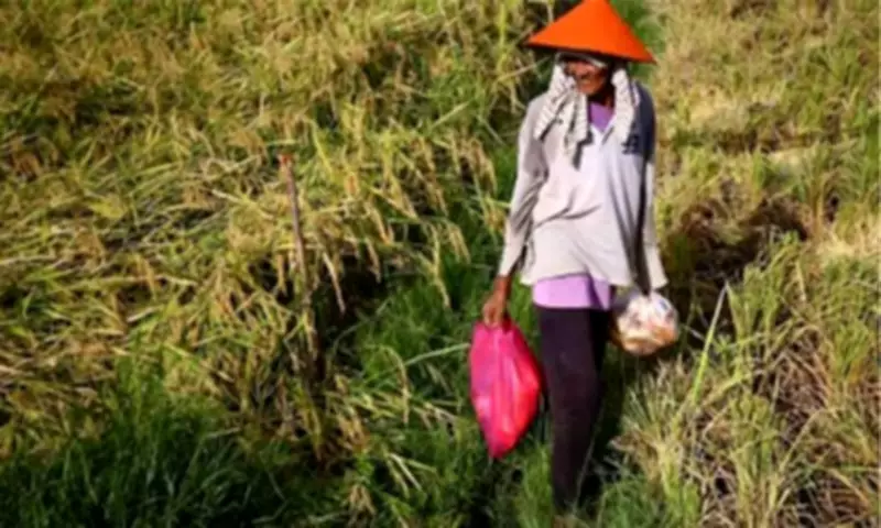 DA Crafts Quantitative Restrictions on Rice Imports to Protect Local Farmers