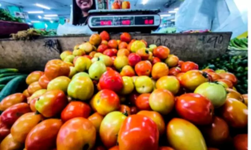 DA Implements Emergency Measures as Tomato Prices Plummet to PHP7/kg