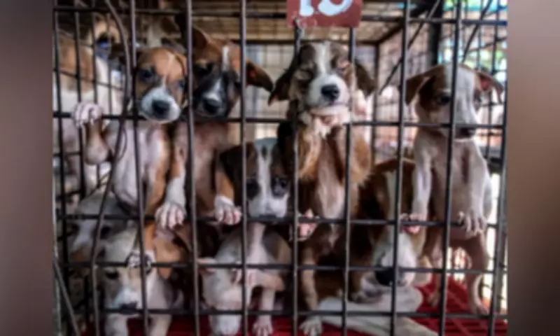 Davao City Reports Low Pet Reclaim Rate, Only 15% of Impounded Animals Returned