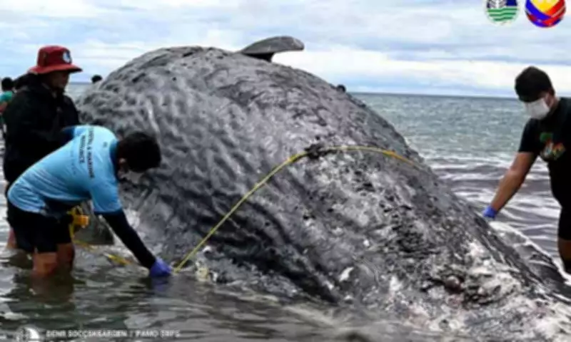 Dead Sperm Whale Found in Sarangani Bay Sparks Marine Conservation Dialogue