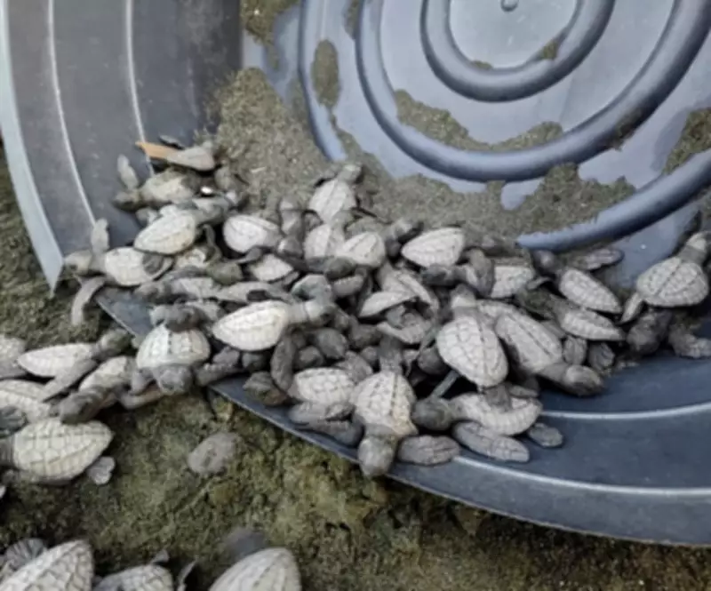 DENR Releases 94 Olive Ridley Hatchlings in Zamboanga del Sur Waters
