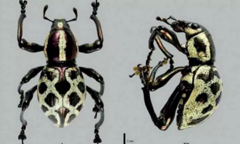 New Weevil Species Discovered in Davao, Named After 'Queen of Philippine Weevils'