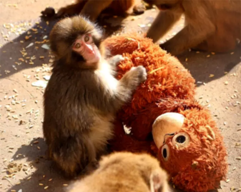 Orphaned Macaque Finds Comfort in Stuffed Toy, Now Bonds with Troop