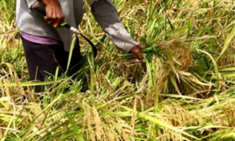 Philippine Rice Prices Rebound After Four-Month Import Halt, DA Reports