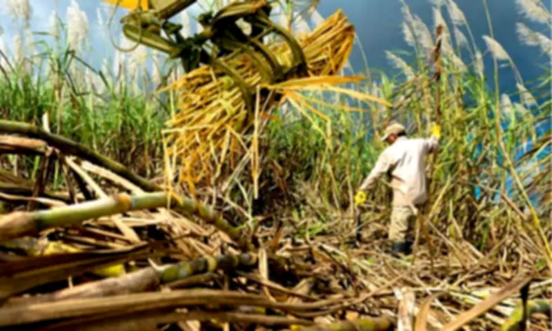 Senate Launches New Inquiry into Philippine Sugar Industry Amid Struggles