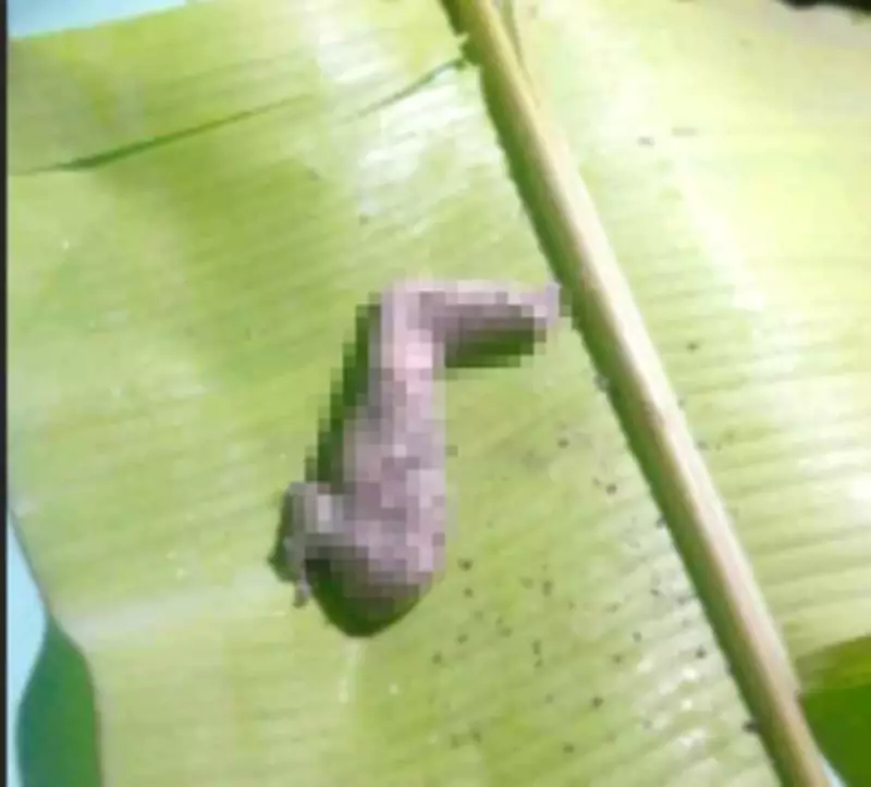 Severed Infant Leg Found in Toilet in San Fernando, Investigation Ongoing