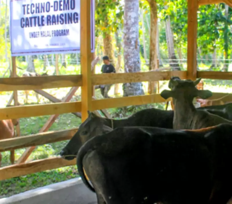 Sulu's Mafar Boosts Halal Cattle Production with Techno-Demo Project Turnover