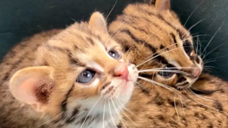 Two Endangered Palawan Leopard Cats Rescued in Roxas, Palawan