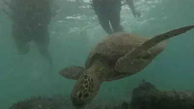 A Heartfelt Journey to Cebu: Reconnecting with Heritage and Nature