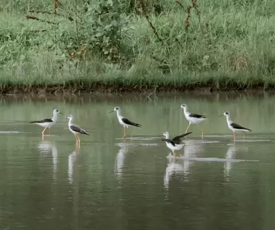 Annual Waterbird Census Records 7,600 Birds Across Zamboanga Wetlands