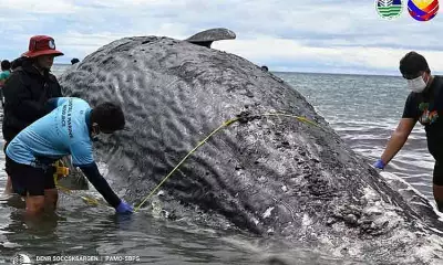 Dead Sperm Whale Found in Sarangani Bay Sparks Marine Conservation Dialogue