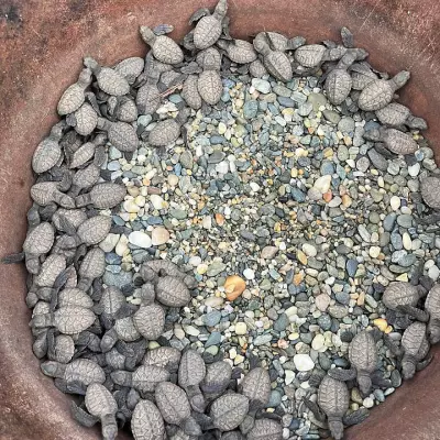 DENR Safely Releases 94 Critically Endangered Hawksbill Turtle Hatchlings in Zamboanga