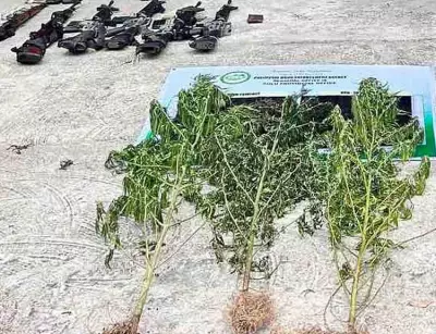 Philippine Military Destroys P18.2M Marijuana Plantation, Seizes Firearms in Sulu