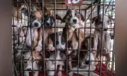 Davao City Reports Low Pet Reclaim Rate, Only 15% of Impounded Animals Returned