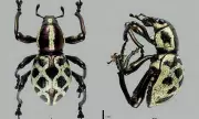 New Weevil Species Discovered in Davao, Named After 'Queen of Philippine Weevils'