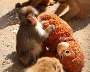 Orphaned Macaque Finds Comfort in Stuffed Toy, Now Bonds with Troop