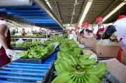 Philippines Reclaims World's 2nd Largest Banana Exporter Title in 2025