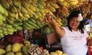 Philippines Regains World's Second-Largest Banana Exporter Title in 2025