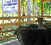 Sulu's Mafar Boosts Halal Cattle Production with Techno-Demo Project Turnover