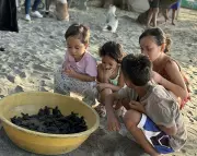 Zamboanga Community Helps Release 85 Endangered Olive Ridley Turtle Hatchlings