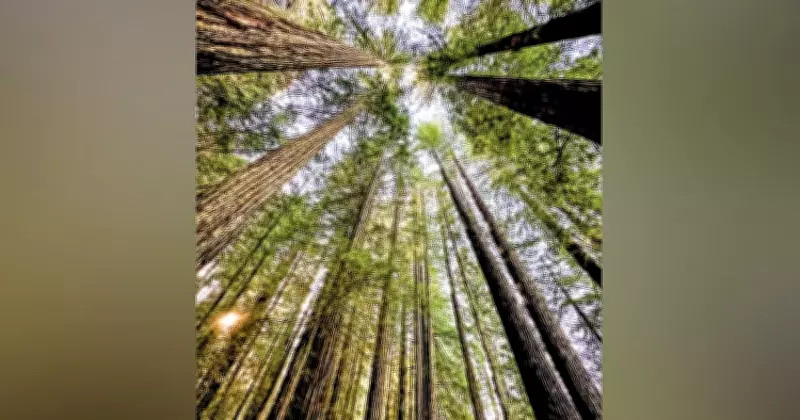 A Winter Pilgrimage: From Mount Shasta's Majesty to the Ancient Redwoods