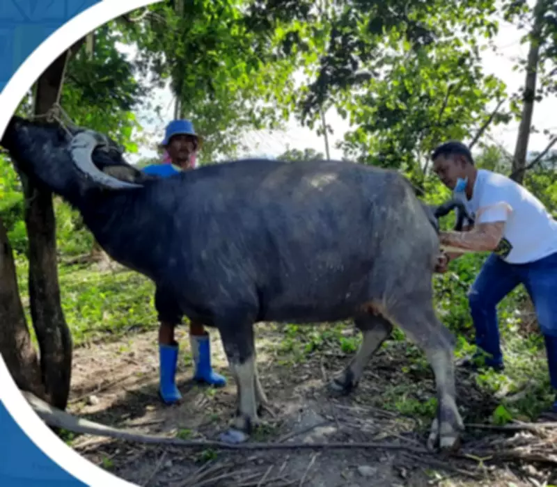 Cebu's Animal Health Crisis: Veterinary Shortage Threatens Public Safety