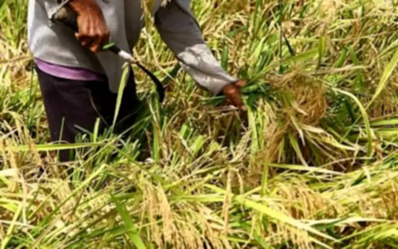 DA Eyes PHP10-Billion PAFF Fund to Shield Farmers from Soaring Fuel Prices