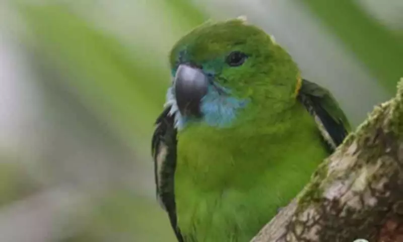 DENR-Davao Reports Rare Guaiabero Sighting in Mainit Hot Springs Protected Landscape