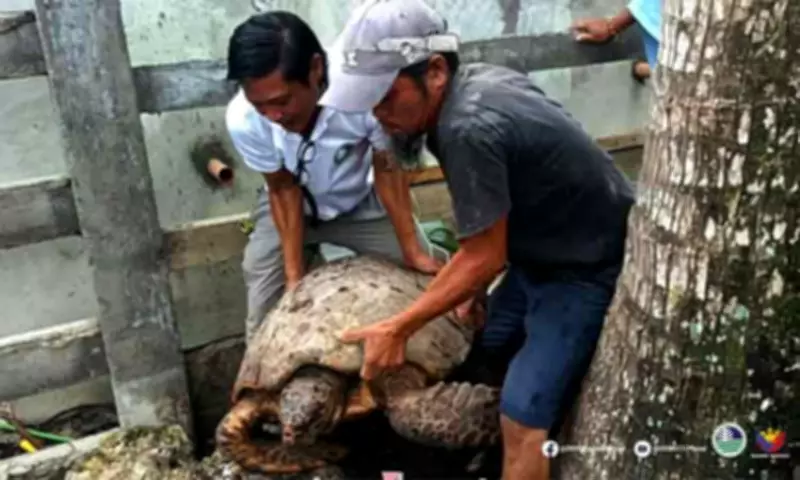 Hawksbill Sea Turtle Rescued and Released in Davao Oriental by Alert Community