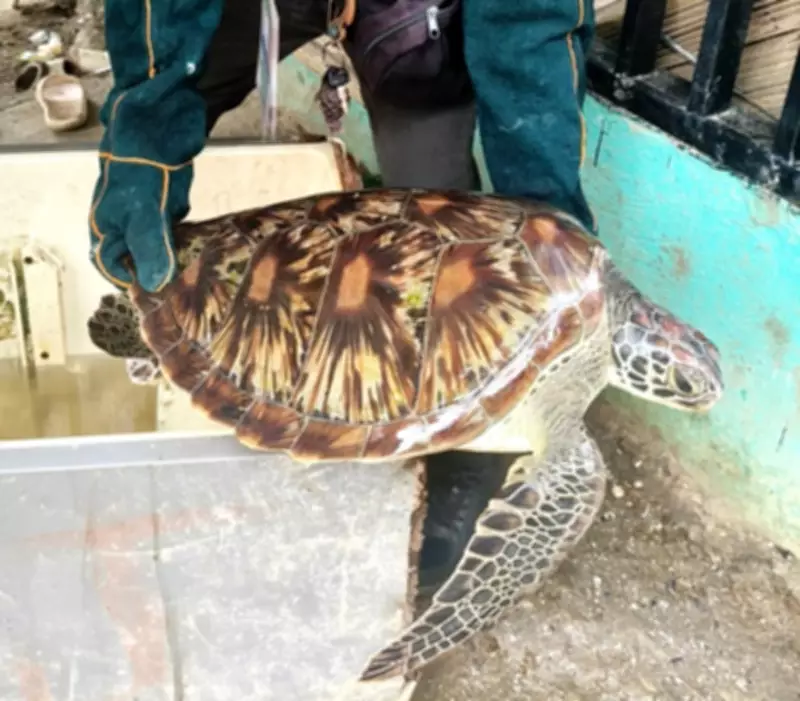 Injured Green Sea Turtle Rescued from Fish Corral Entanglement in Zamboanga del Sur