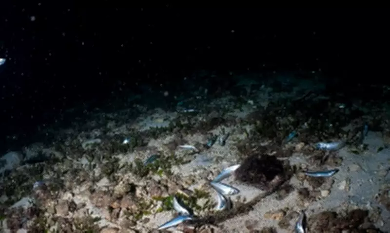 Lapu-Lapu City Investigates Dynamite Fishing Reports in Tourism Hotspot