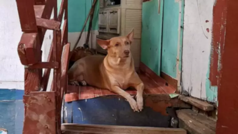 Loyal Dog Shot Dead While Waiting for Owner's Return in Tragic Incident