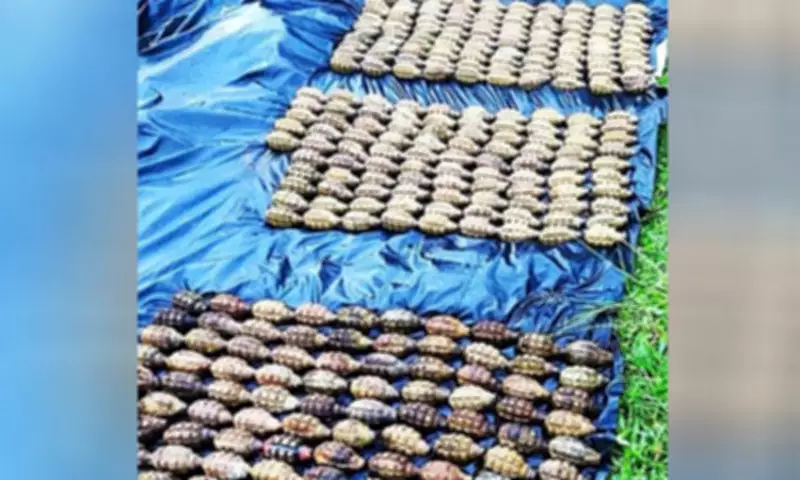 Philippine Army Seizes 295 Grenades from Terrorist Cache in Lanao del Sur