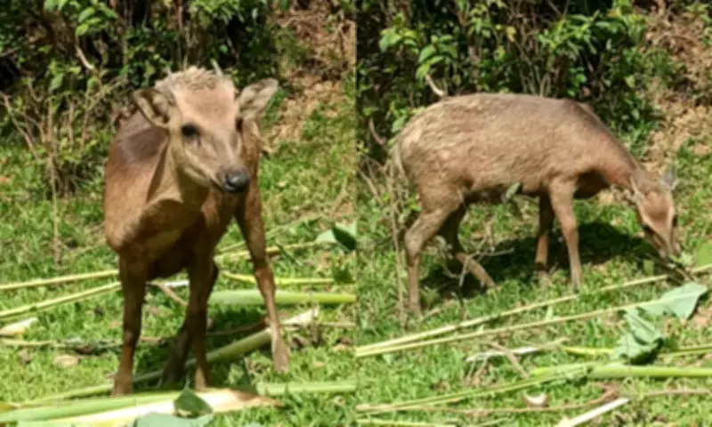 Philippine Deer, Once Thought Extinct, Reappears in Marinduque After Conservation Push
