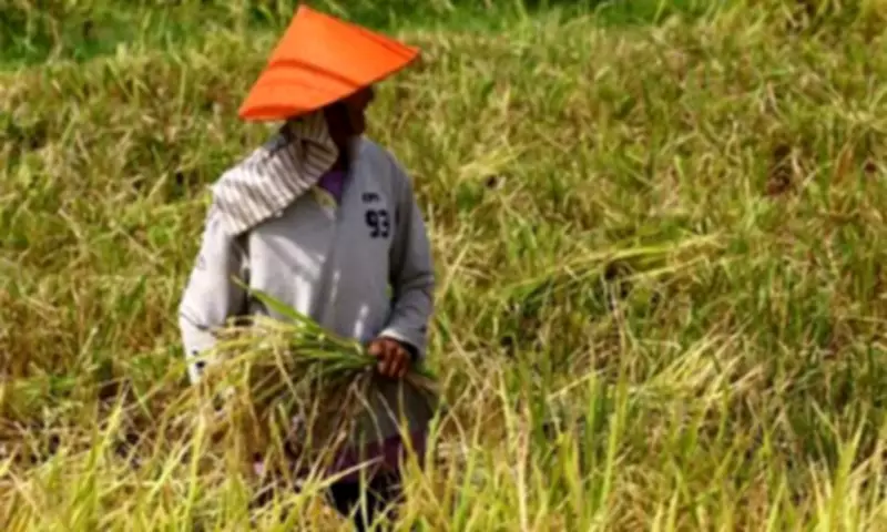 Philippines Activates PHP1 Billion Emergency Fund to Shield Farmers from Fuel Price Surge