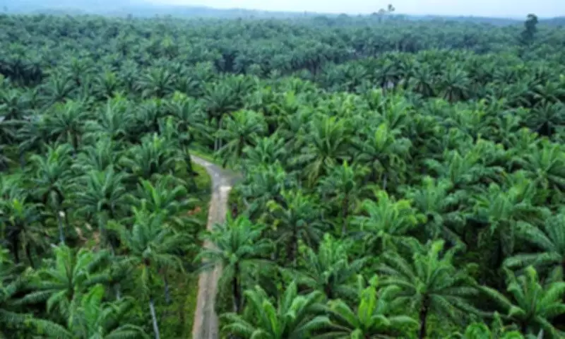 Philippines Boosts Palm Oil Production in Mindanao to Cut Imports and Boost Rural Economy