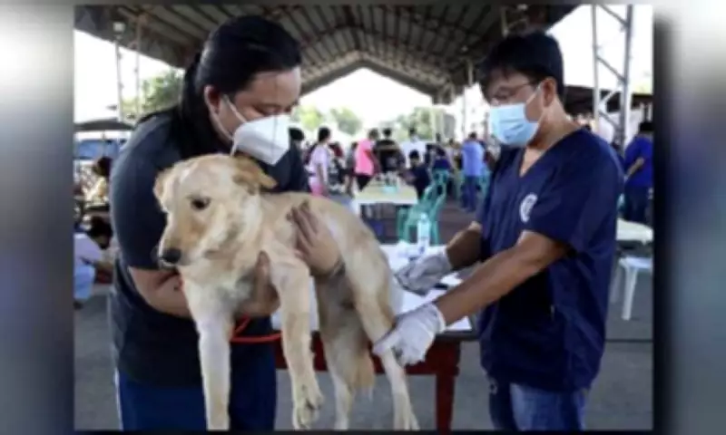 Rabies Cases Drop 65% in Early 2026, DOH Urges Pet Vaccination