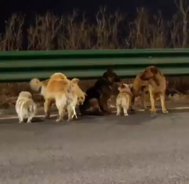 Seven Stolen Dogs Defy Odds, Trek 17km Home in China