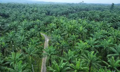 Philippines Boosts Palm Oil Production in Mindanao to Cut Imports and Boost Rural Economy