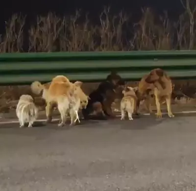 Seven Stolen Dogs Defy Odds, Trek 17km Home in China
