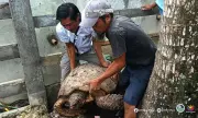 Hawksbill Sea Turtle Rescued and Released in Davao Oriental by Alert Community