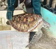Injured Green Sea Turtle Rescued from Fish Corral Entanglement in Zamboanga del Sur