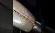 MRT-3 Orders Intensified Pest Control After Viral Cockroach Photo Sparks Outrage