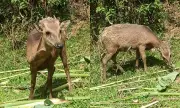 Philippine Deer, Once Thought Extinct, Reappears in Marinduque After Conservation Push
